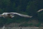 PICTURES/Rialto Beach/t_Flying Gulls20.JPG